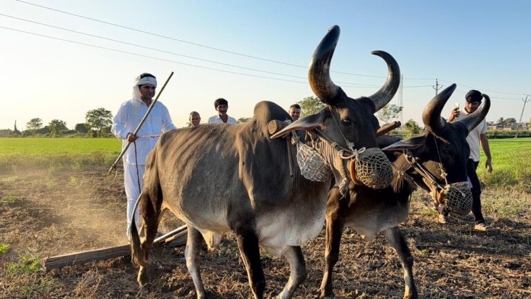 AAP नेता ईसुदान गढ़वी ने खेत जोतकर राष्ट्रीय किसान दिवस मनाया
