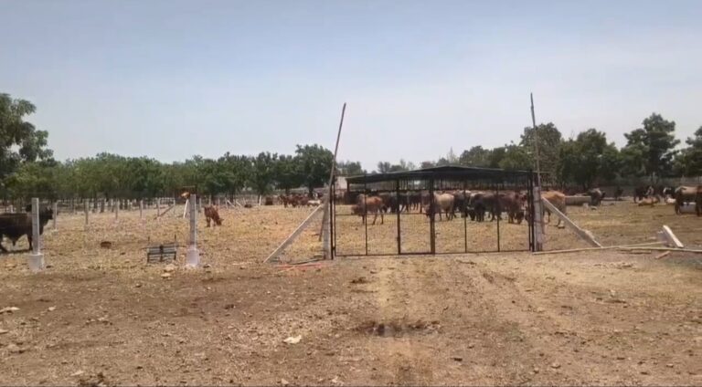 मोरबी नंदीघर में अचानक मौतों का सिलसिला जारी है; 04 और नंदियों की मौत ने व्यवस्था के सामने गंभीर सवाल खड़े कर दिए हैं।