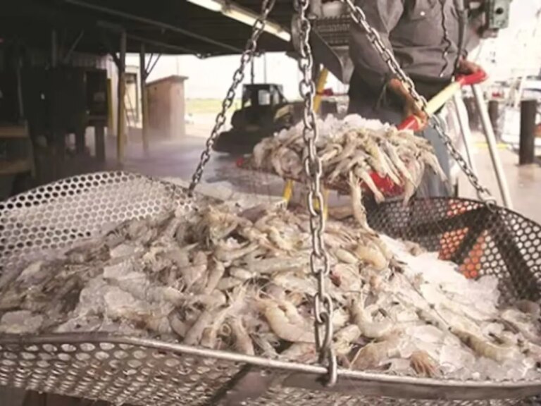 Trump Tariff: तो क्या भारत नहीं रहेगा US का सबसे बड़ा झींगा आपूर्तिकर्ता? – trump terrrff so india will not be the biggest shrimp of us