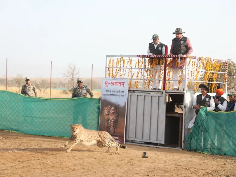 Project Cheetah: कूनो के बाद अब गांधी सागर बना चीतों का नया ठिकाना, CM मोहन यादव ने दो चीतों को किया आजाद – after project cheetah kuno now the new hideout of cheetahs became gandhi sagar