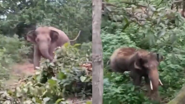 हाथी को भगाने गया था वनकर्मी, गुस्साए हाथी ने पलट दिया खेल, आम के पेड़ पर चढ़कर बचानी पड़ी जान, देखें Video