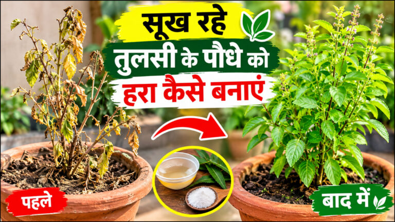 सूख रहे तुलसी के पौधे को हरा भरा बनाने का आसान तरीका, बरगद जैसा घना हो जाएगा पौधा, करें ये उपाय